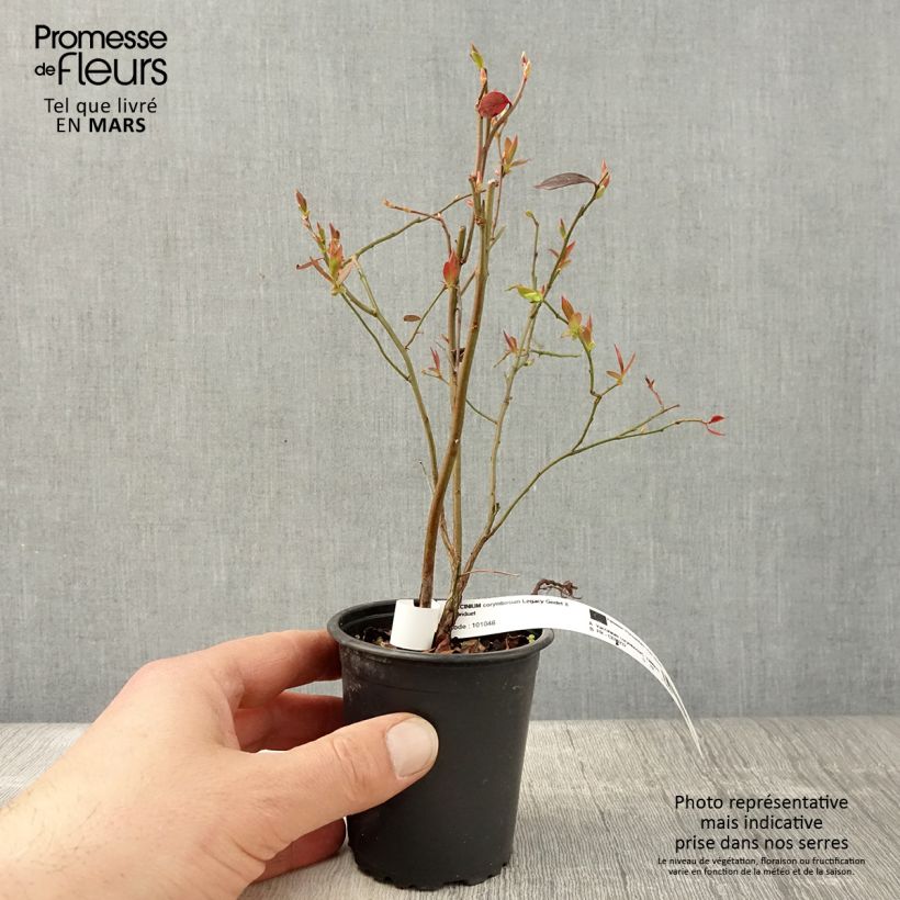 Vaccinium corymbosum Legacy- American Blueberry 8/9 cm potShipped height around 15/20cm sample as delivered in spring
