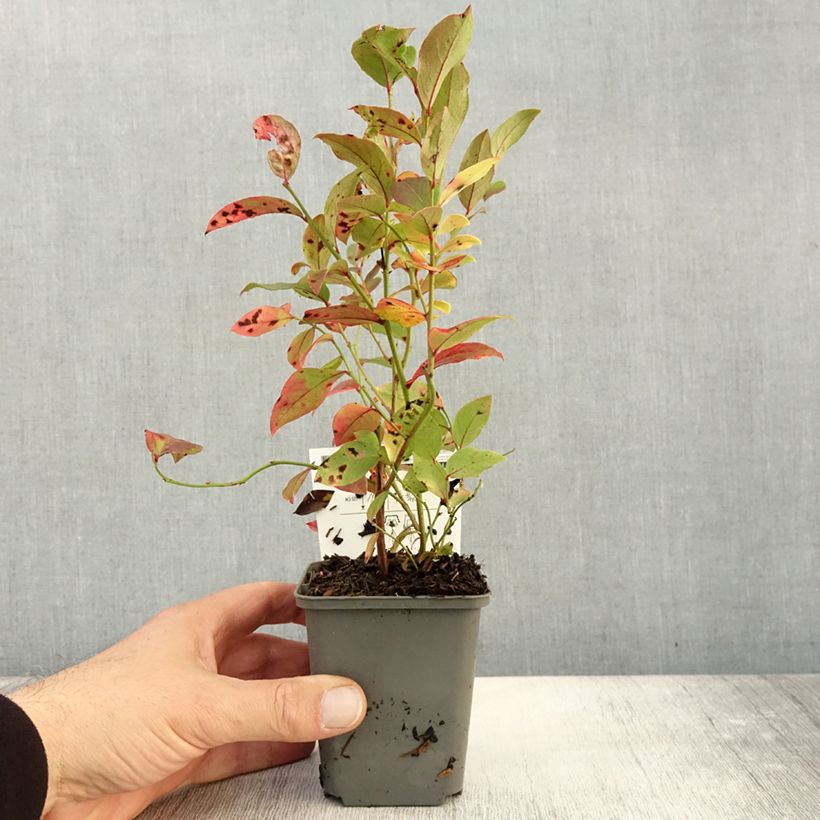 Vaccinium corymbosum North Blue- American Blueberry 8/9 cm pot sample as delivered in autumn