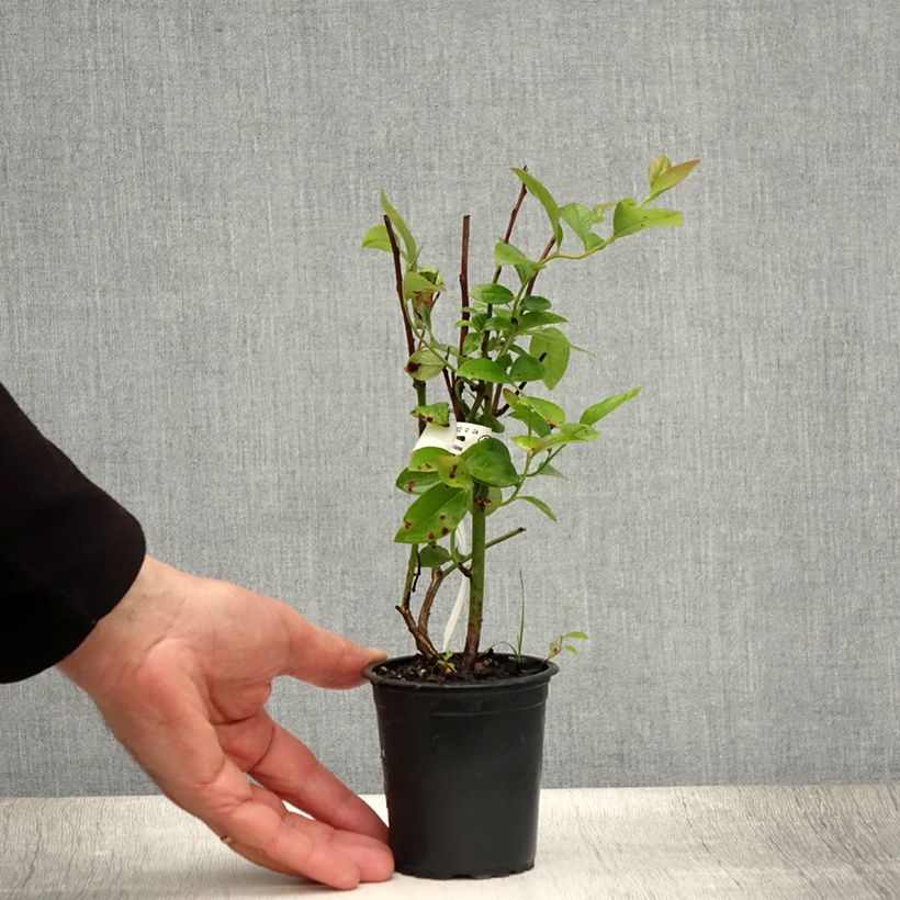 Vaccinium corymbosum Northcountry- American Blueberry 8/9 cm pot sample as delivered in summer