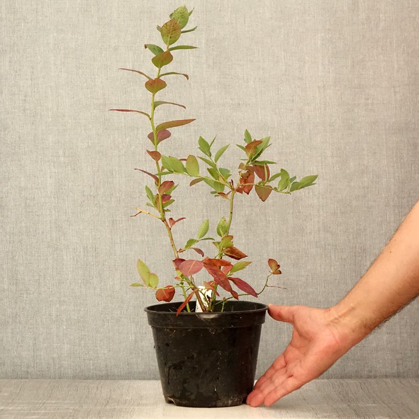 Vaccinium corymbosum Northcountry- American Blueberry 3L/4L pot sample as delivered in summer