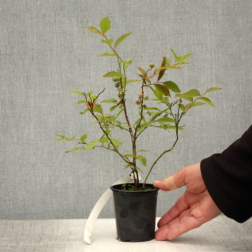 Vaccinium corymbosum Pioneer- American Blueberry 8/9 cm pot sample as delivered in summer