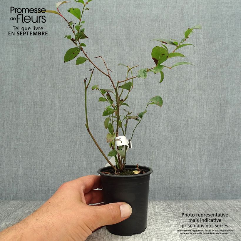 Vaccinium corymbosum Rubel- American Blueberry 8/9 cm pot sample as delivered in autumn