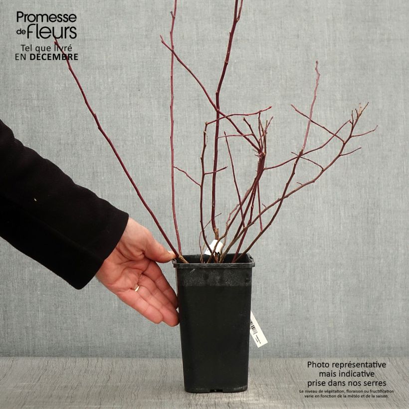 Vaccinium corymbosum Rubel- American Blueberry 1L/1.5L pot sample as delivered in autumn
