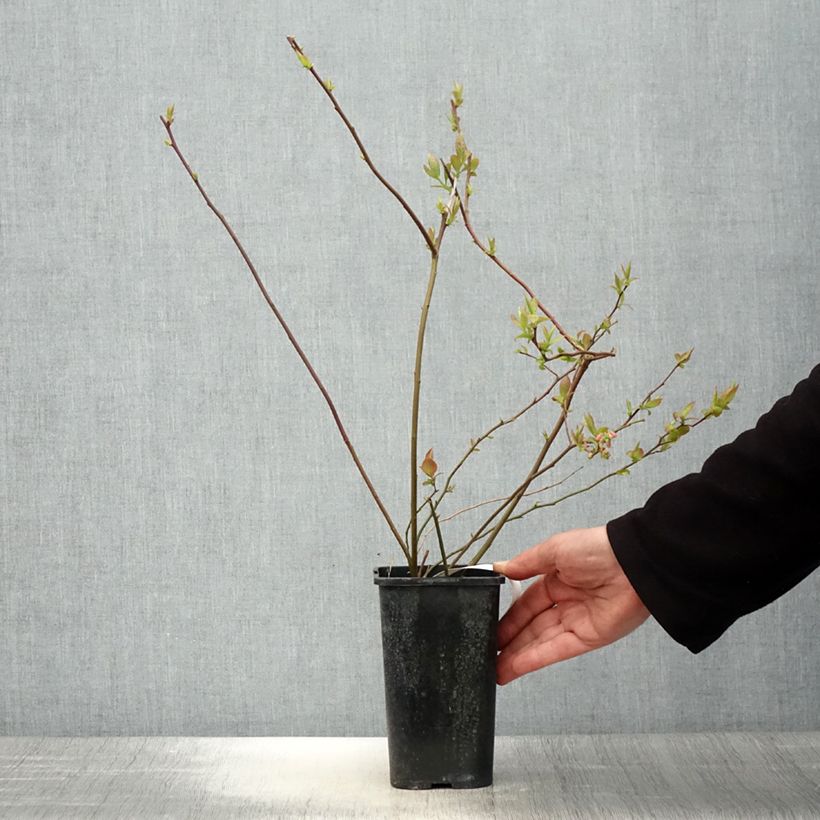 Vaccinium corymbosum Rubel- American Blueberry 1L/1.5L potShipped height around 60cm sample as delivered in spring