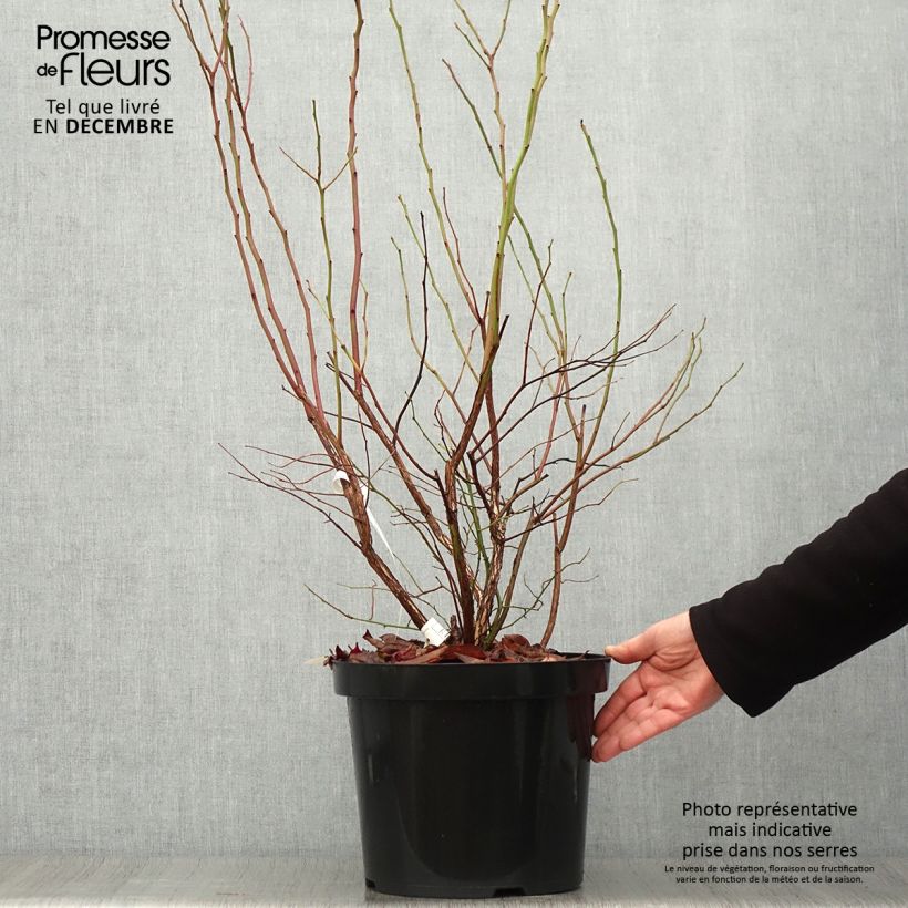 Vaccinium corymbosum Goldtraube- American Blueberry 7.5L/10L pot, Bush sample as delivered in autumn