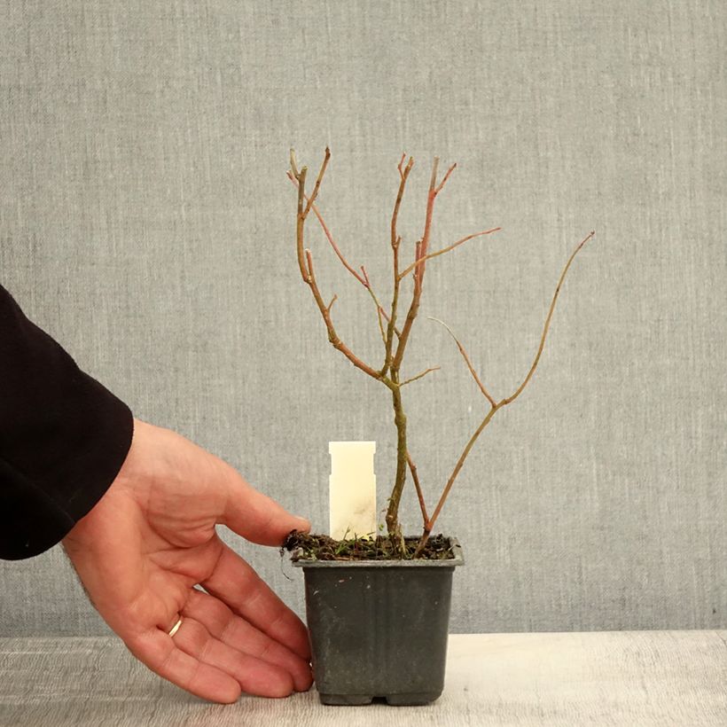 Vaccinium corymbosum Goldtraube- American Blueberry 8/9 cm pot sample as delivered in autumn