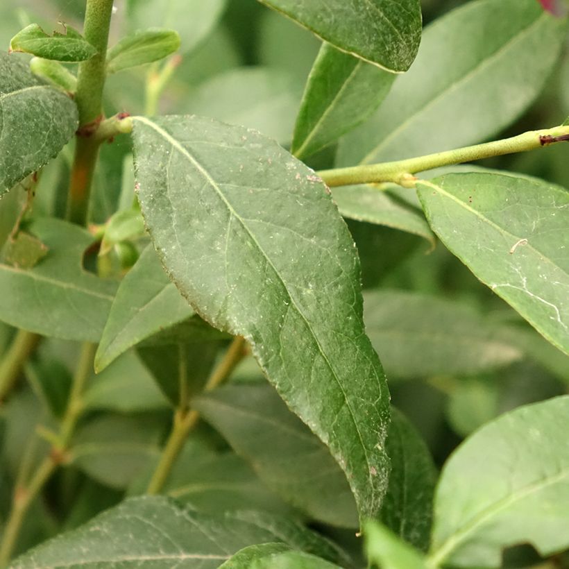 Vaccinium corymbosum Blue Dessert (Foliage)