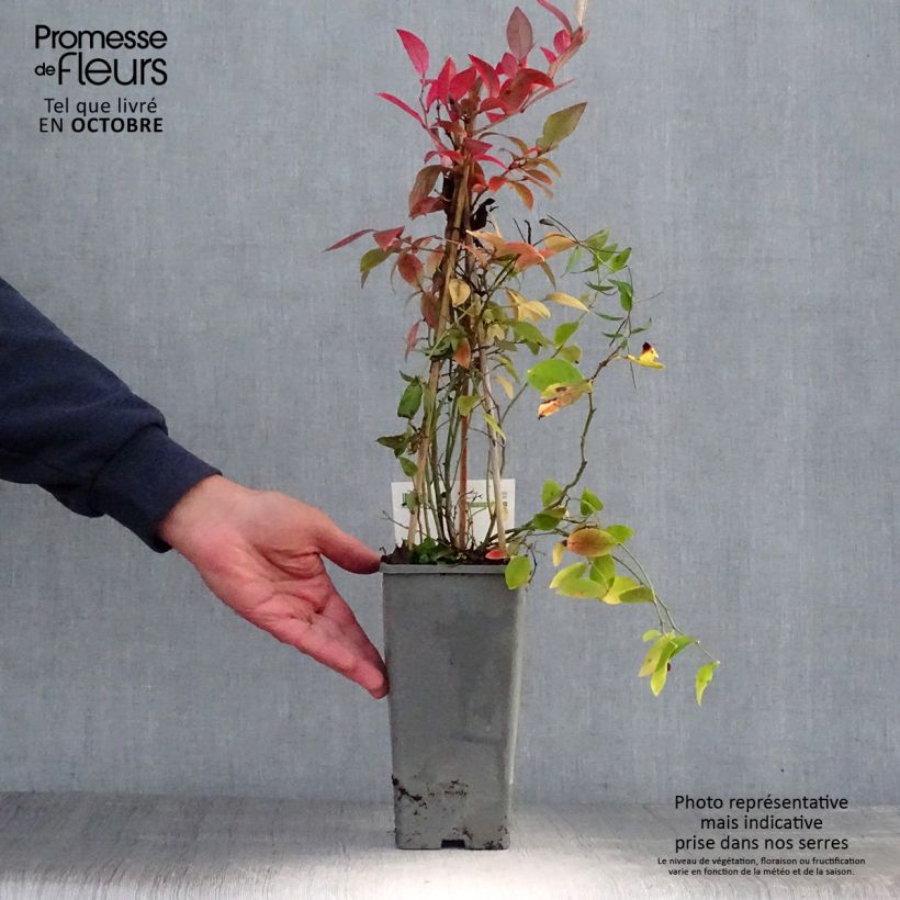 Vaccinium corymbosum Blue Gold - American Blueberry 1.5L/2L pot, Bush sample as delivered in autumn
