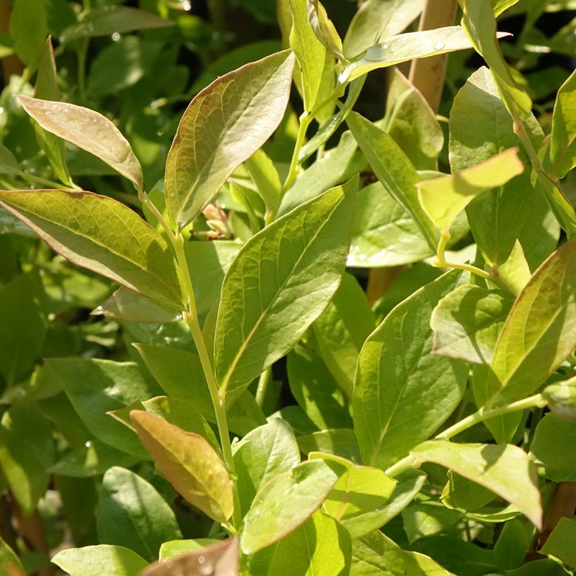 Vaccinium corymbosum Blue Roma (Foliage)