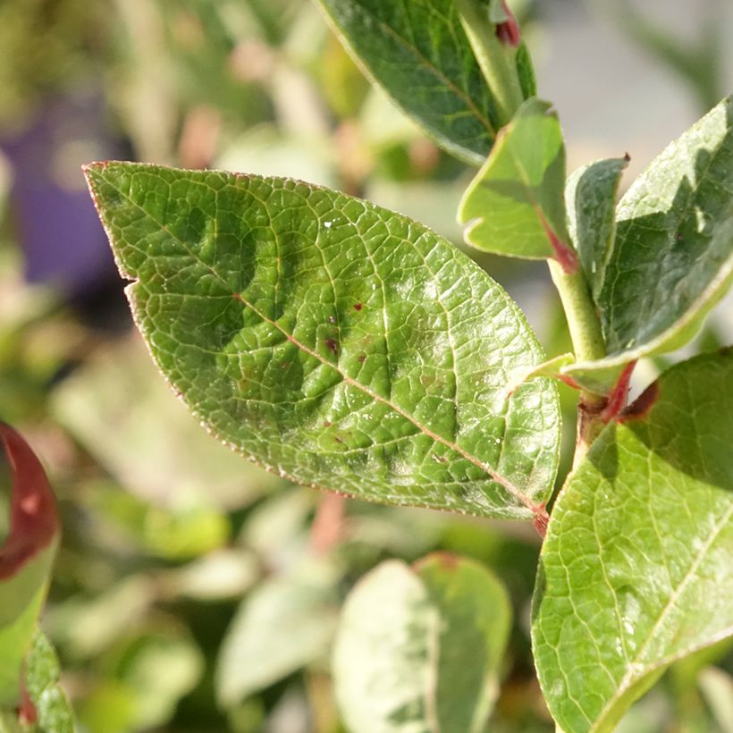 Blueberry  Bluesbrothers - Vaccinium corymbosum (Foliage)