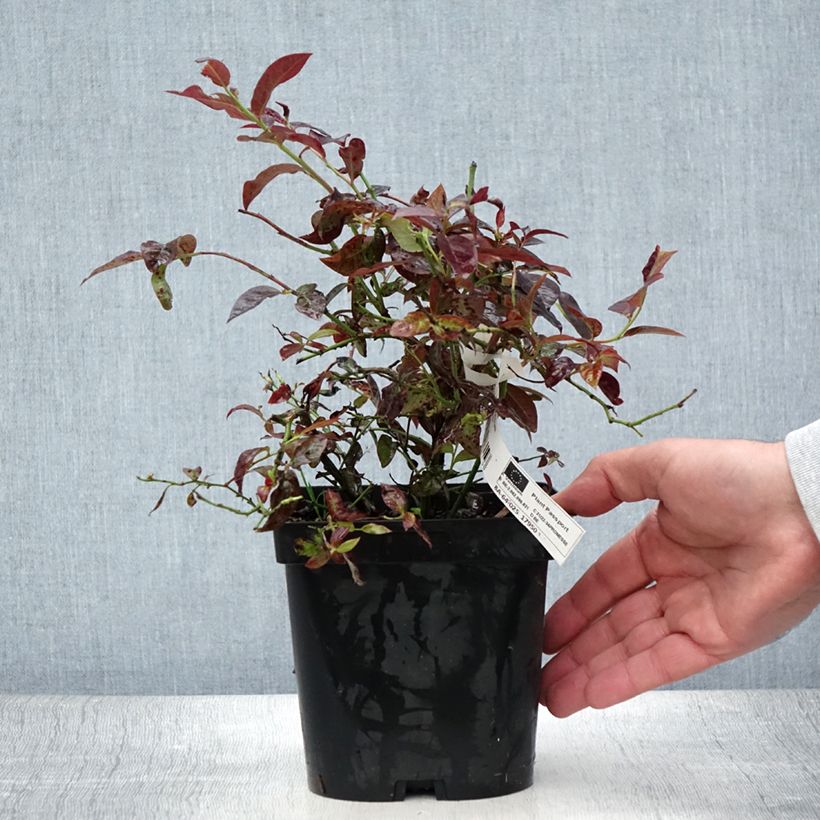 Vaccinium corymbosum Cabernet Splash- American Blueberry 2L/3L pot, Bush sample as delivered in summer
