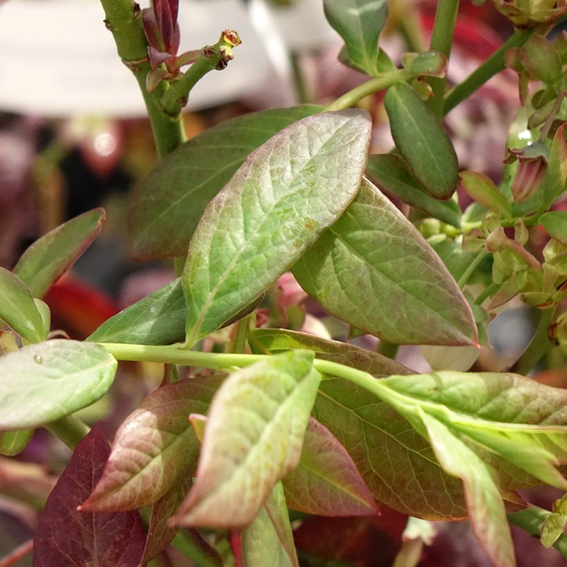 Vaccinium corymbosum Cabernet Splash- American Blueberry (Foliage)