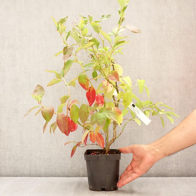 Vaccinium corymbosum Hardyblue - blueberry 2L/3L pot, Clump sample as delivered in summer