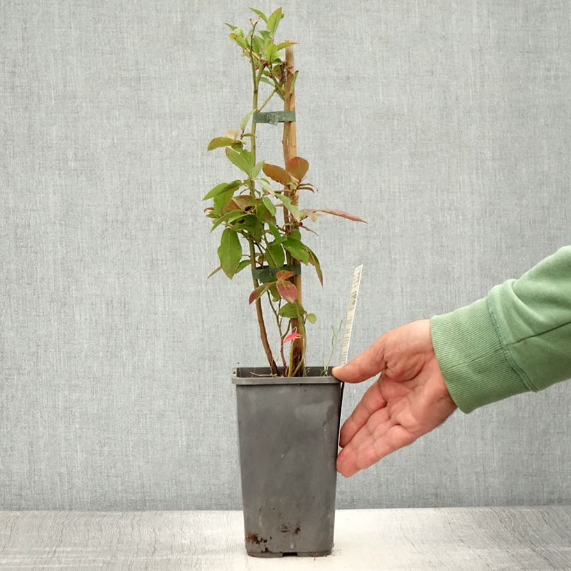Vaccinium Patriot' Bio - Organic Blueberry 1.5L/2L pot, Bush sample as delivered in summer