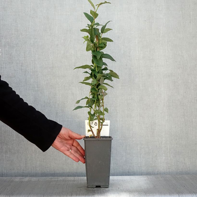 Vaccinium corymbosum Flamingo- American Blueberry 1.5L/2L pot, Bush sample as delivered in autumn