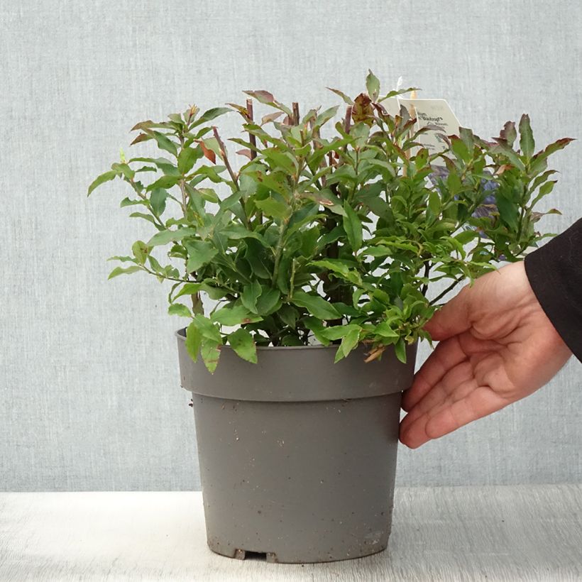 Myrtillier Goutte Bleue - Vaccinum cylindraceum 1.5L/2L pot, ClumpShipped height around 30/40cm sample as delivered in spring