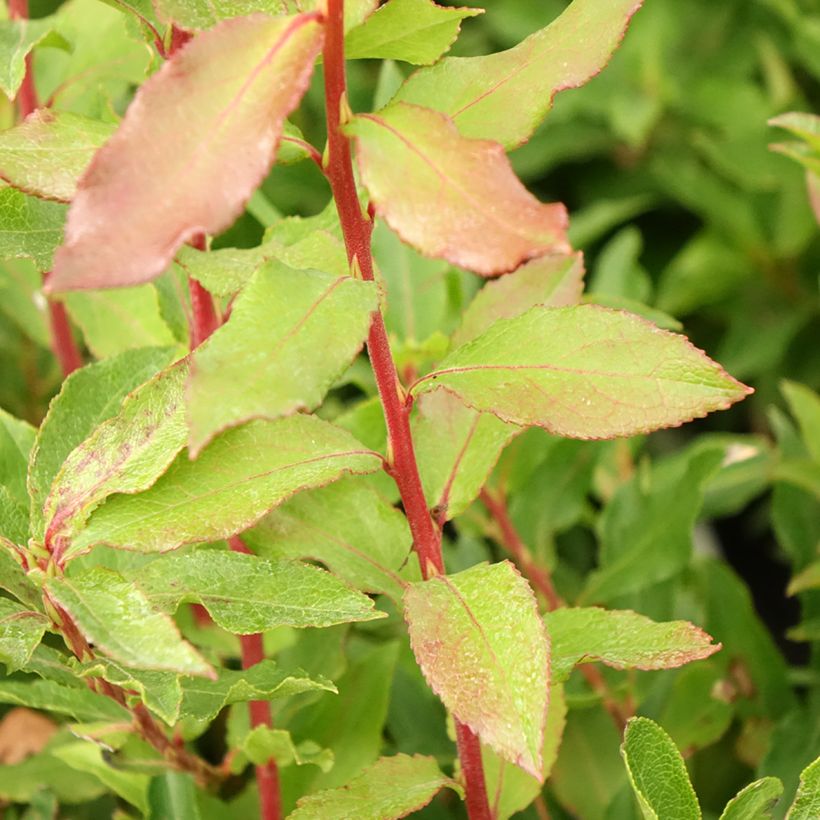 Myrtillier Goutte Bleue - Vaccinum cylindraceum (Foliage)