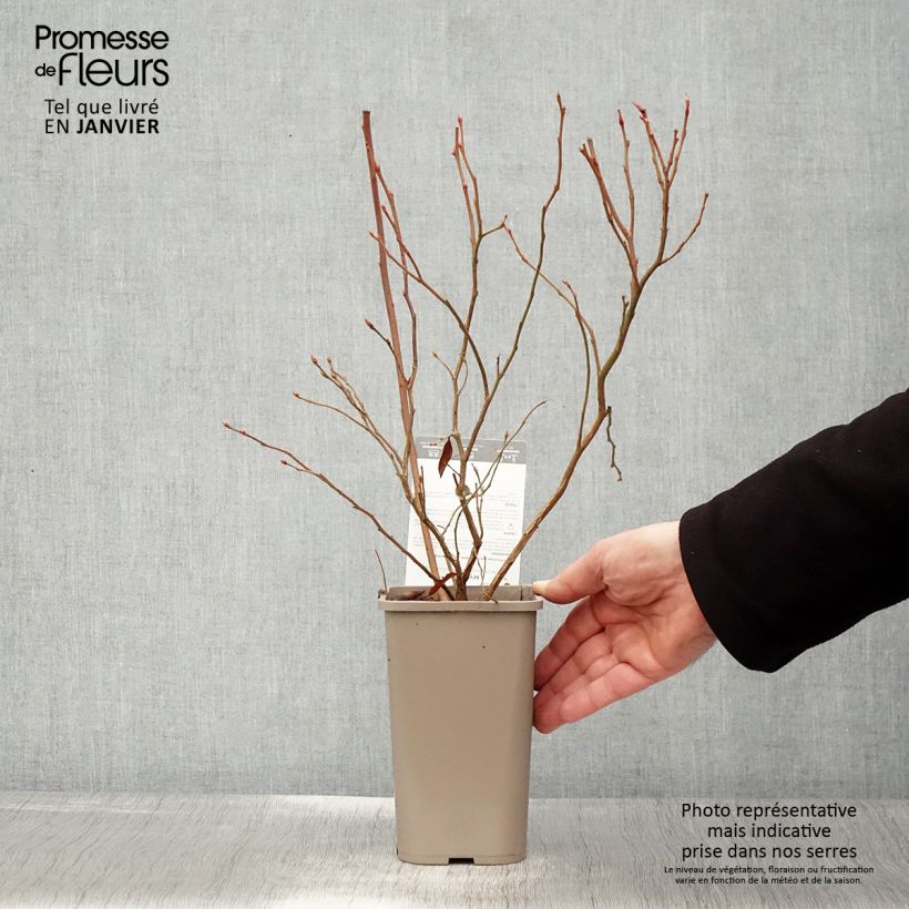 Myrtillier Hortblue Poppins - Pot de 1,5L/2L sample as delivered in winter