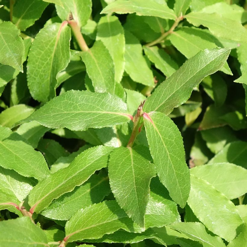 Vaccinium corymbosum Lucky Berry (Foliage)