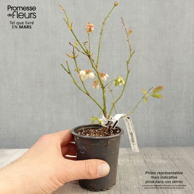 Vaccinium Patriot - Blueberry 8/9 cm potShipped height around 15/20cm sample as delivered in spring