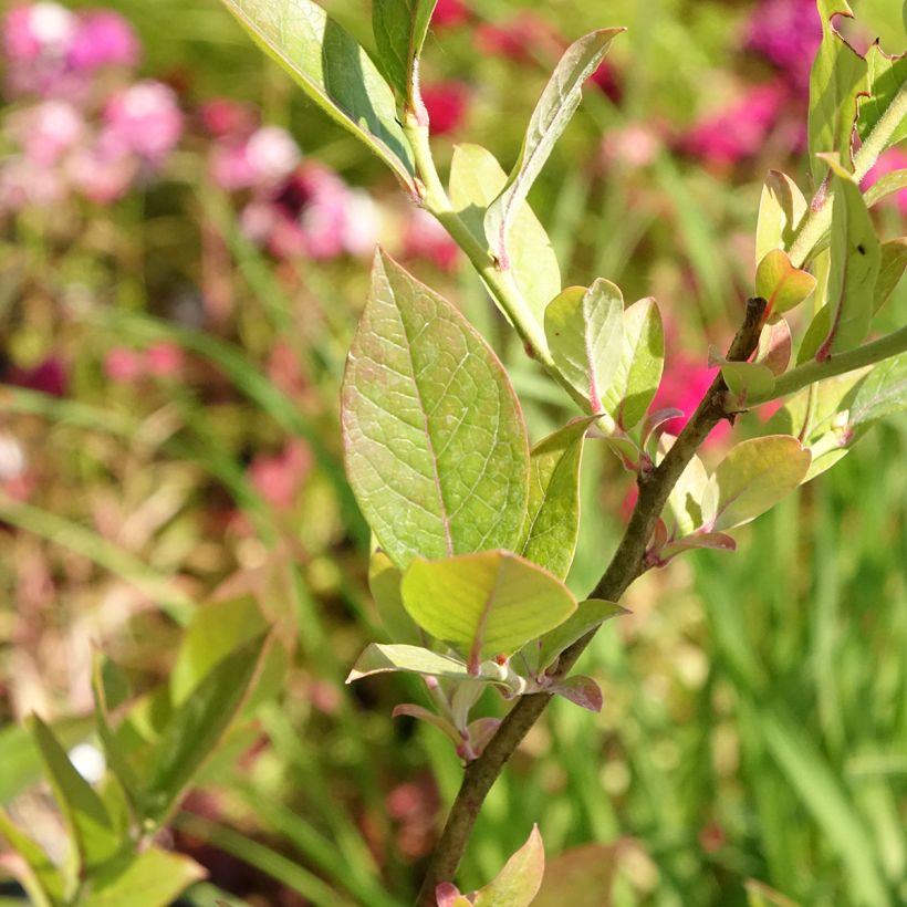 Vaccinium corymbosum Reka- Organic American Blueberry (Foliage)