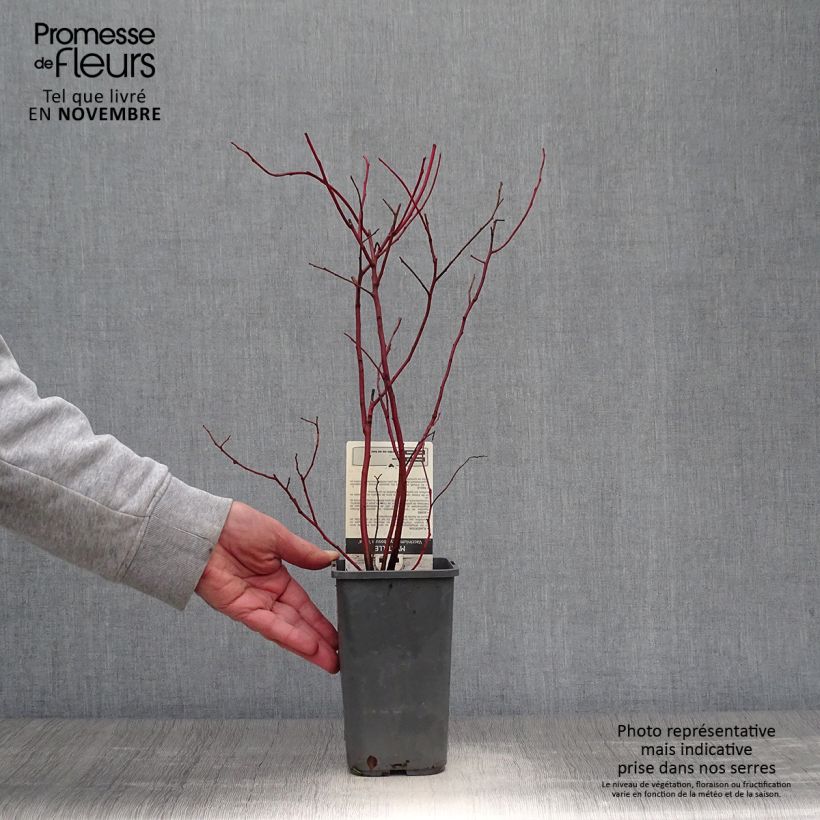 Vaccinium corymbosum Reka- American Blueberry 1.5L/2L pot, Bush sample as delivered in autumn
