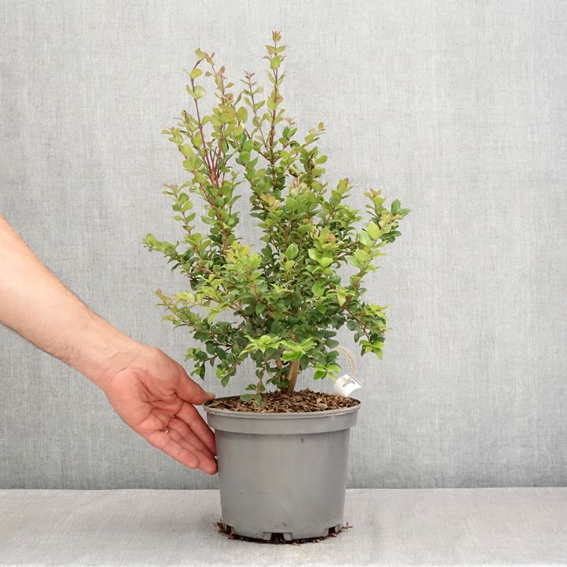 Myrtus luma 3L/4L pot sample as delivered in summer