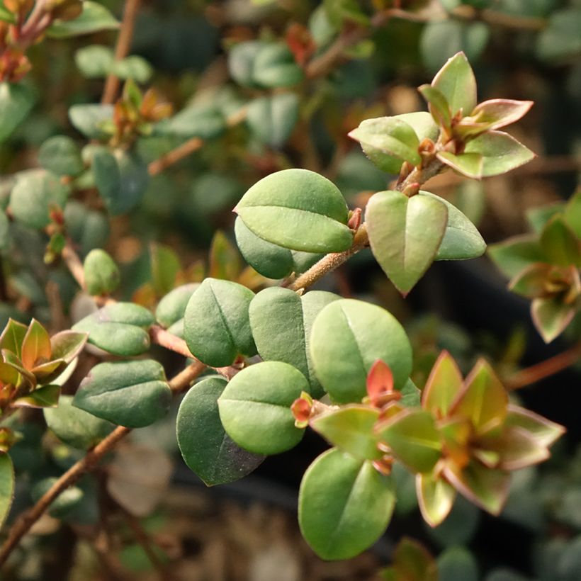 Myrtus ugni Elite (Foliage)