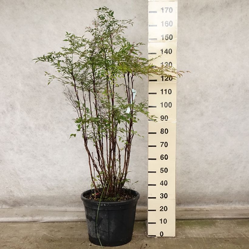 Nandina domestica - Sacred Bamboo 18L/20L pot sample as delivered in autumn