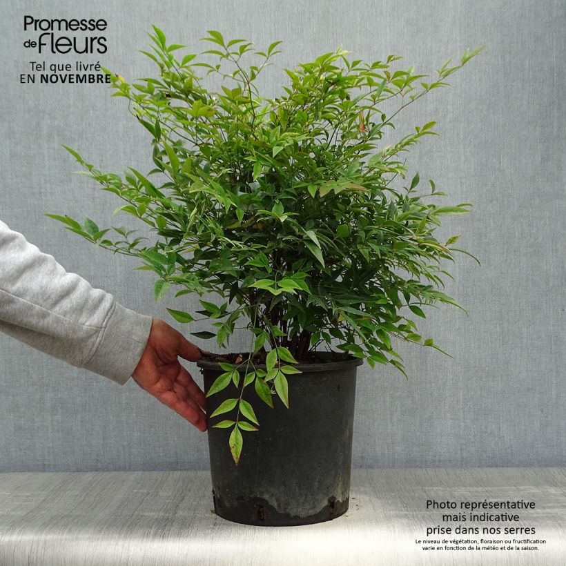 Nandina domestica - Sacred Bamboo 7.5L/10L pot sample as delivered in autumn