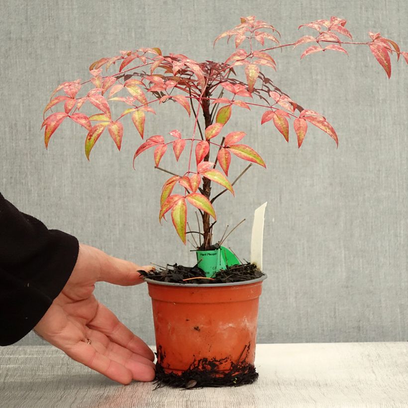 Nandina domestica Flirt Murasaki - Sacred Bamboo 12cm pot sample as delivered in autumn