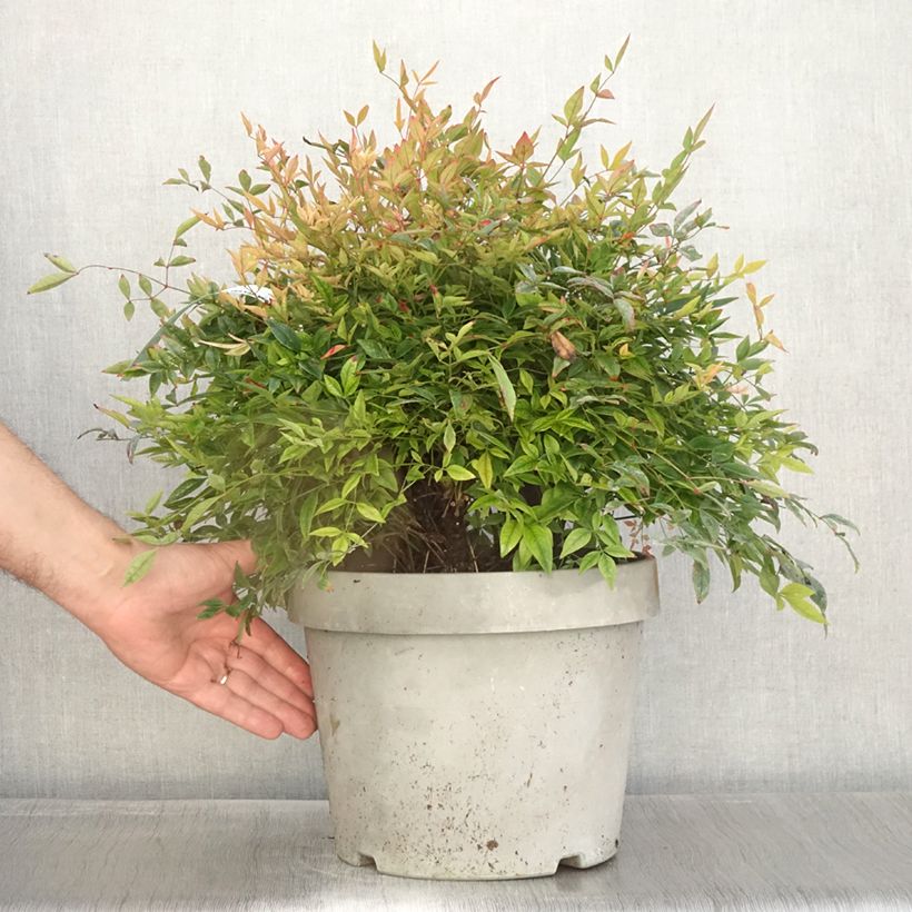 Nandina domestica Gulf Stream - Sacred Bamboo 7.5L/10L pot sample as delivered in autumn