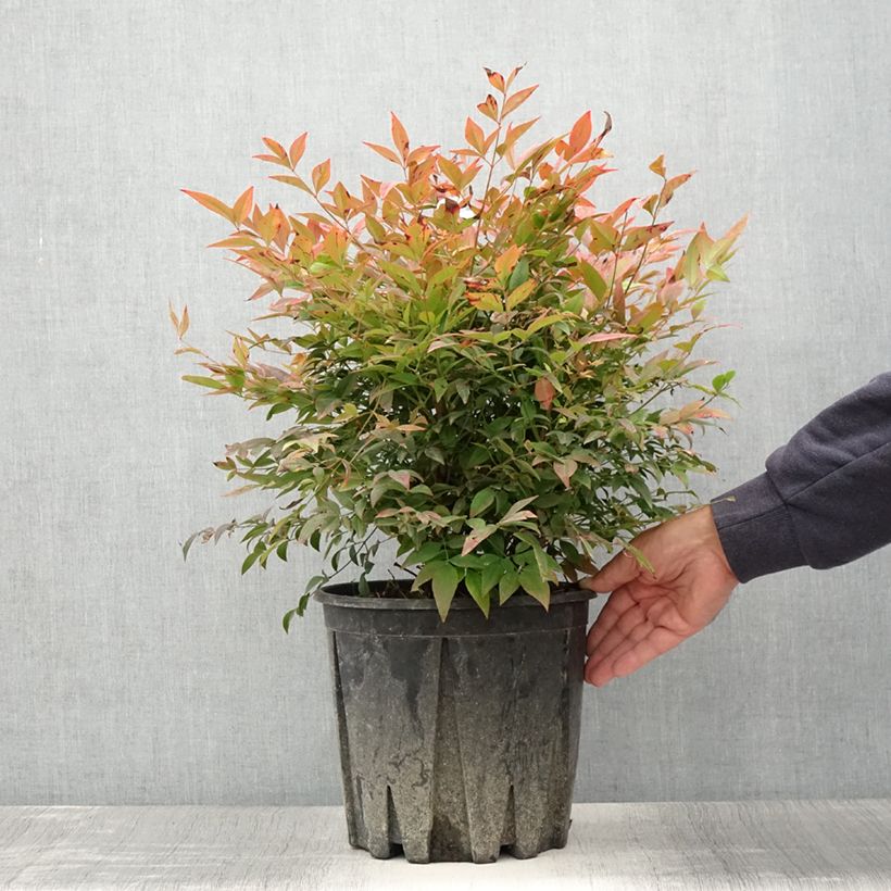 Nandina domestica Gulf Stream - Bambou sacré orange cuivre en pot de 7,5L/10L sample as delivered in summer