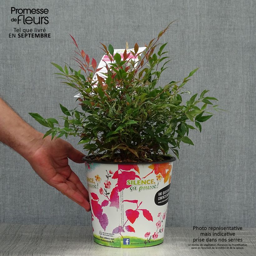 Nandina domestica Red Light - Sacred Bamboo 3L/4L pot sample as delivered in autumn