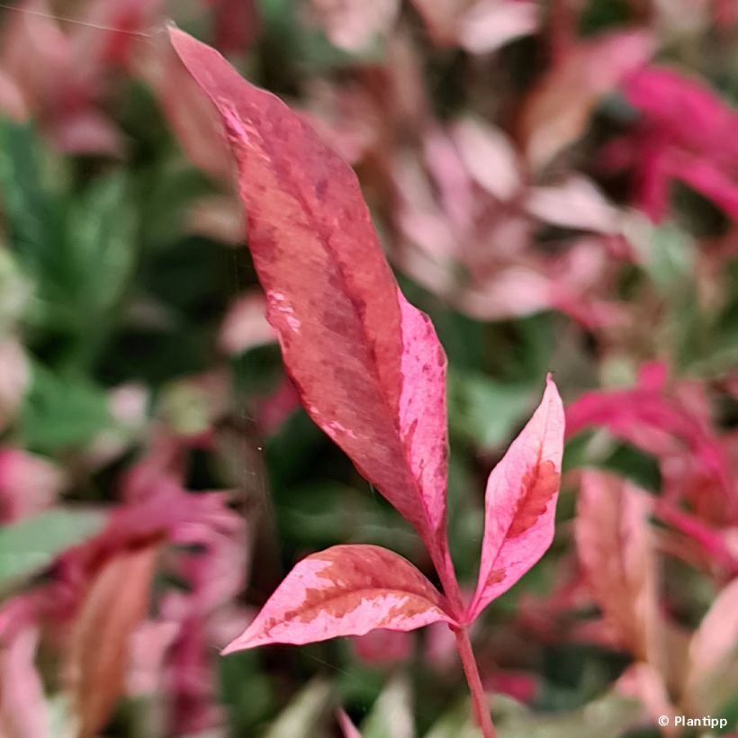 Nandina domestica Red Light - Sacred Bamboo (Foliage)