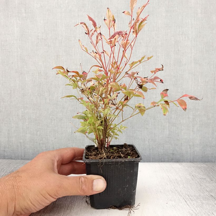 Nandina domestica Twilight - Bambou sacré en godet de 9 cm sample as delivered in summer