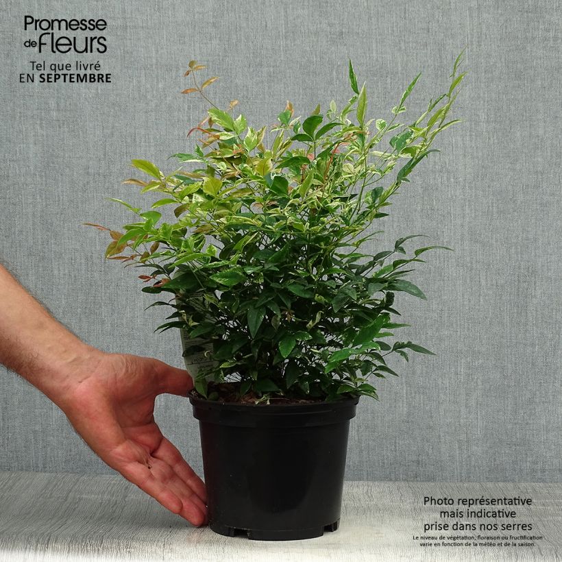 Nandina domestica Twilight - Bambou sacré pot de 2L/3L sample as delivered in autumn