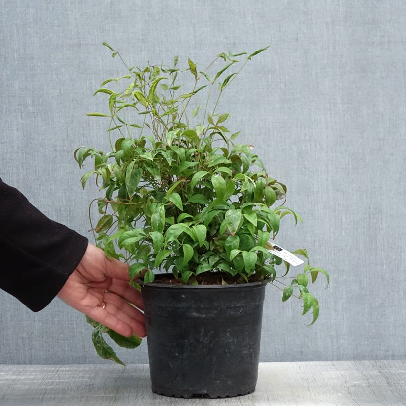 Nandina domestica Woods Dwarf - Sacred Bamboo 2L/3L potShipped height around 20/30cm sample as delivered in spring