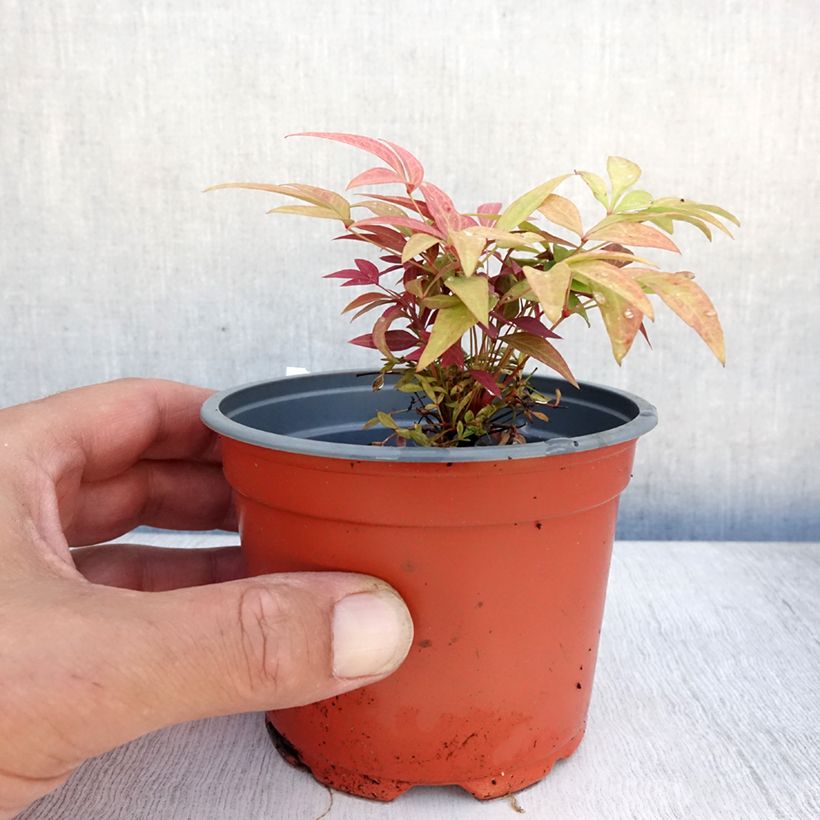 Nandina Obsessed Seika - Sacred Bamboo 8/9 cm potShipped height around 10/15cm sample as delivered in summer