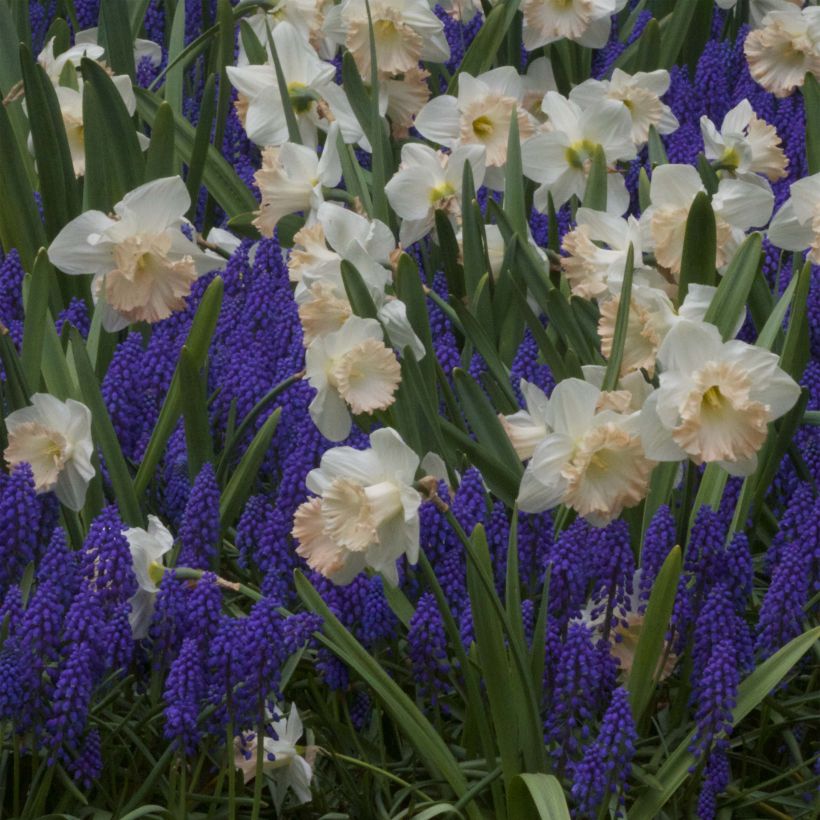 Narcissus British Gamble (Flowering)