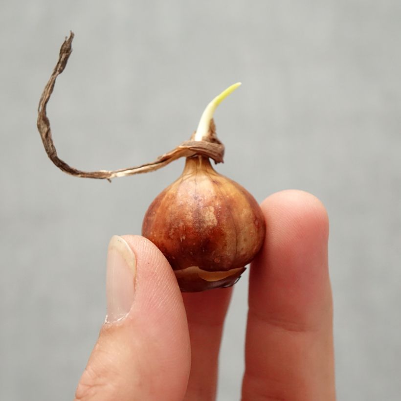 Narcisse bulbocodium Cantabricus (White) Bulbe sample as delivered in autumn