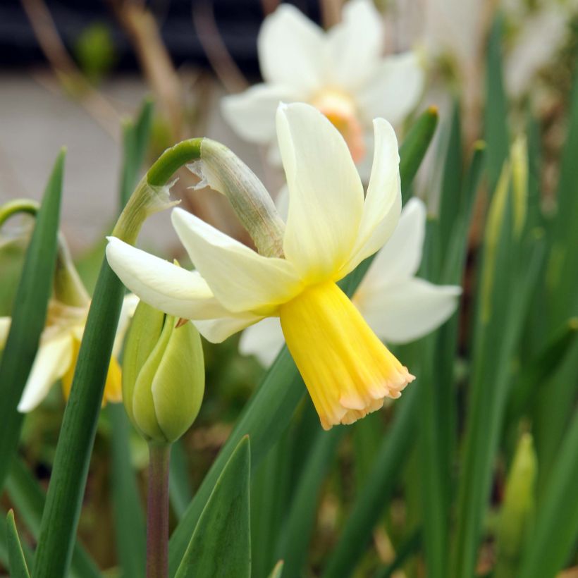 Narcissus Cotinga (Flowering)