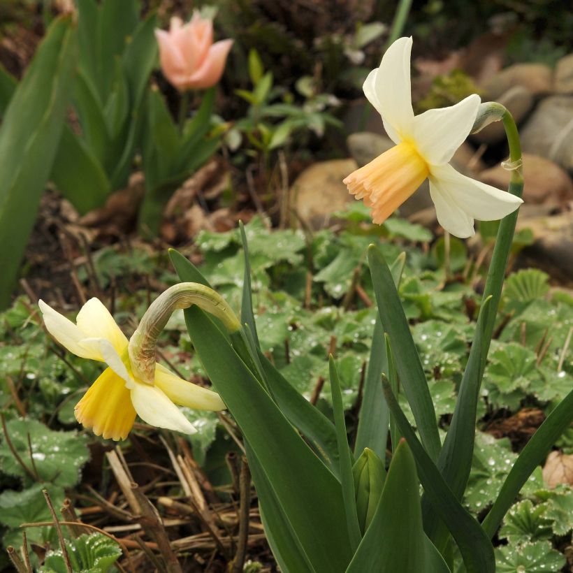 Narcissus Cotinga (Plant habit)