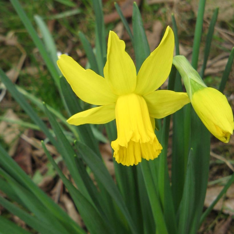 Narcissus cyclamineus February Gold (Plant habit)