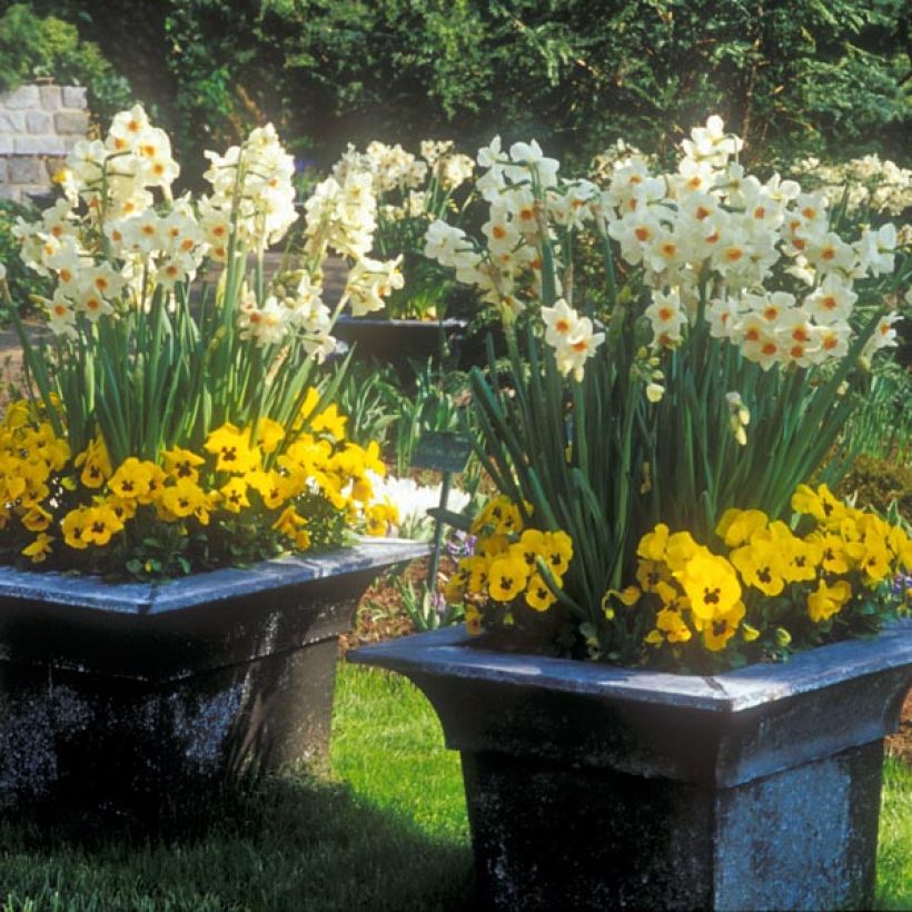 Narcissus tazetta Geranium (Plant habit)
