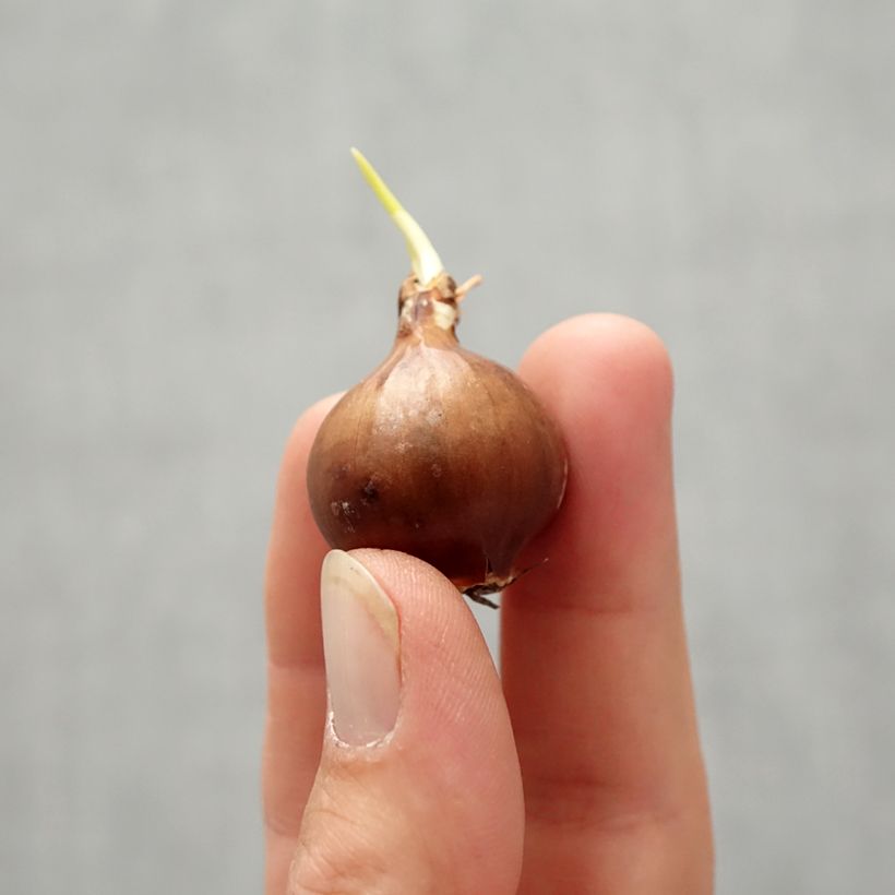 Narcissus moschatus Bulb size 8/10 sample as delivered in autumn