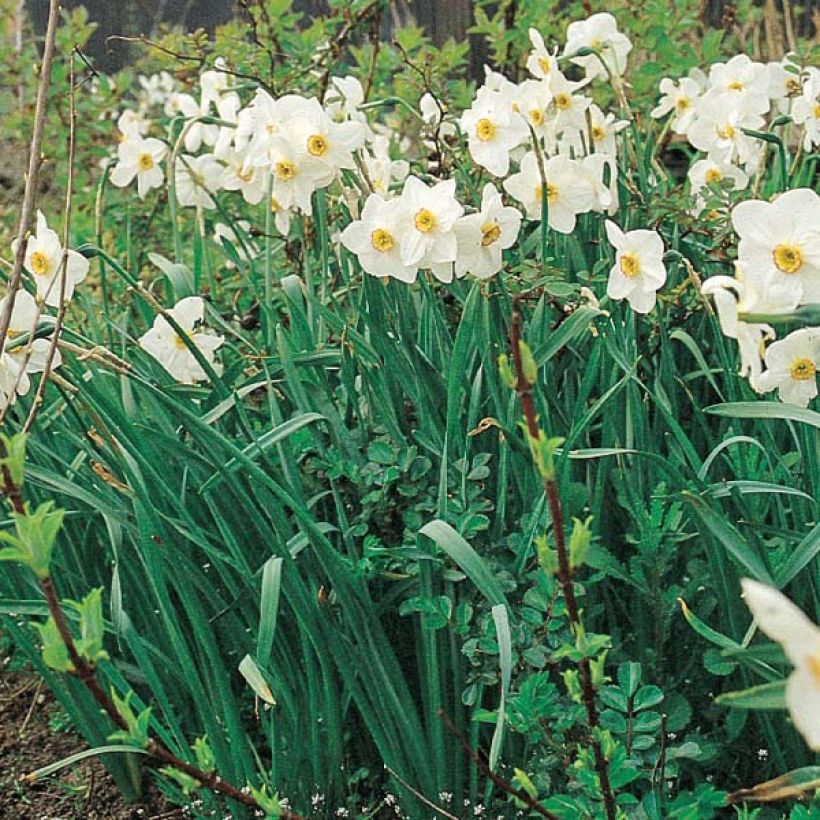 Narcissus poeticus Actaea (Plant habit)