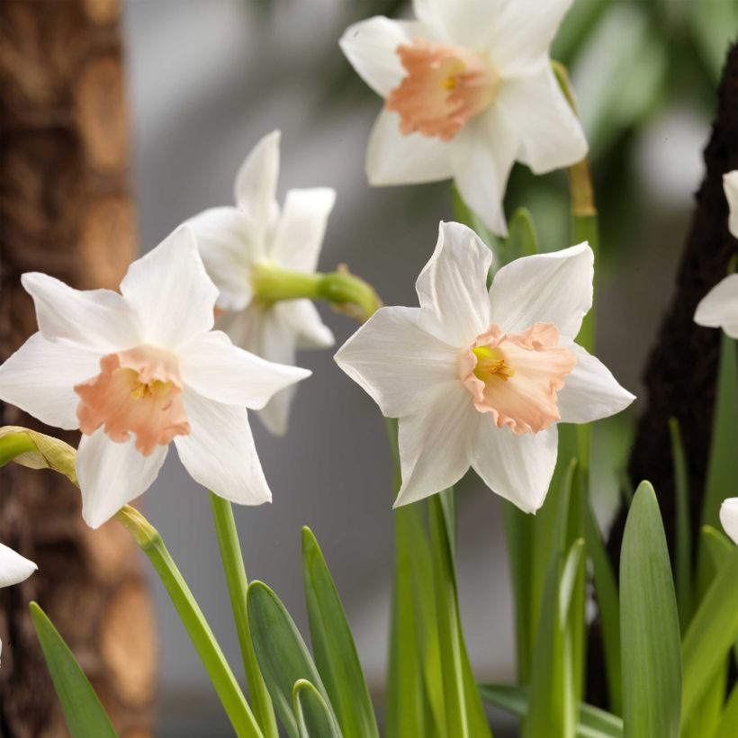 Narcissus cyclamineus Reggae (Flowering)