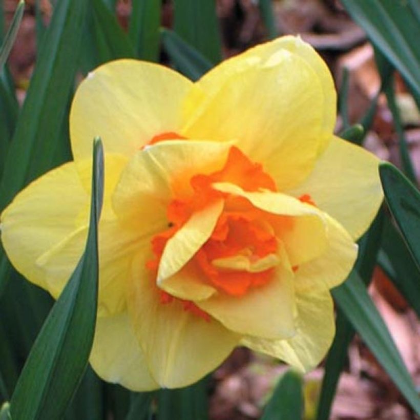 Narcissus Tahiti (Flowering)