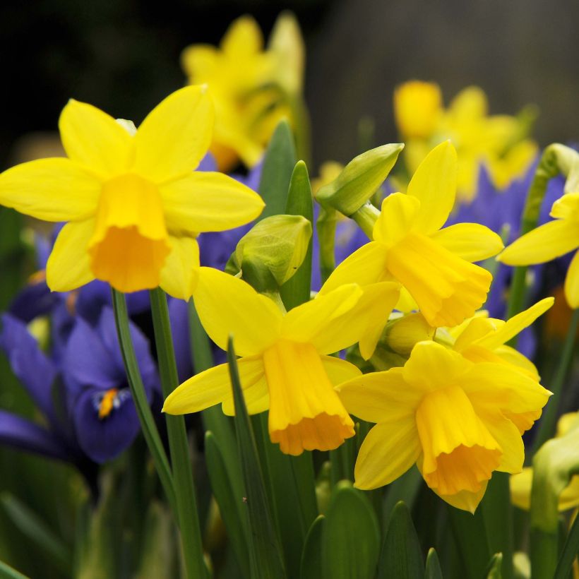 Narcissus cyclamineus Tête-à-tête (Flowering)